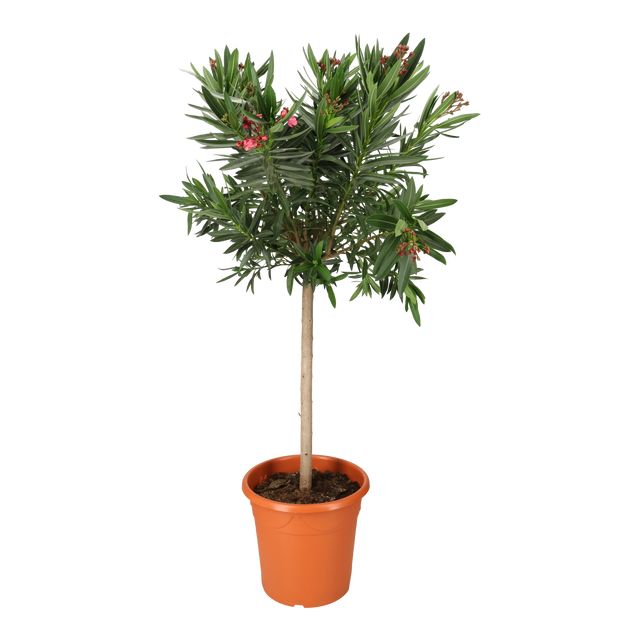 Nerium Oleander Opst.