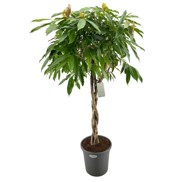Ficus Amstel King Flettet Stamme