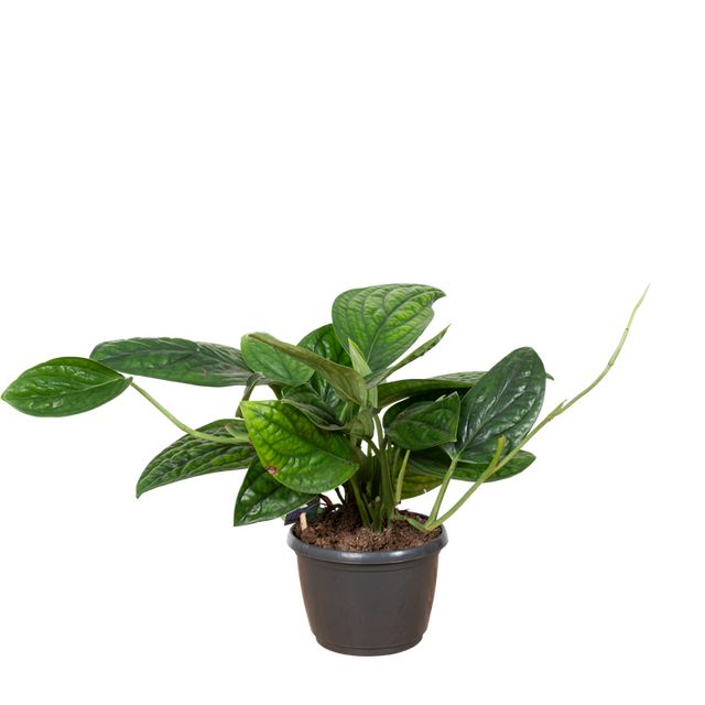 Epipremnum Marble Planet Ø12 H30