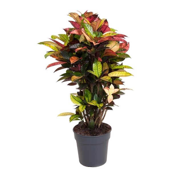 Codiaeum Var. Iceton