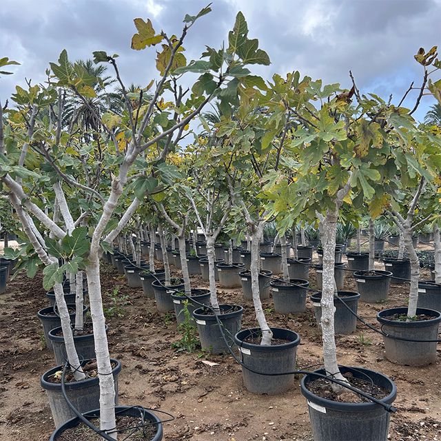Ficus Carica Opst. Forgr. Ø45 H180