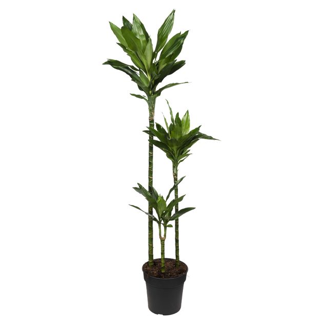 Dracaena Janet Lind 3Pp