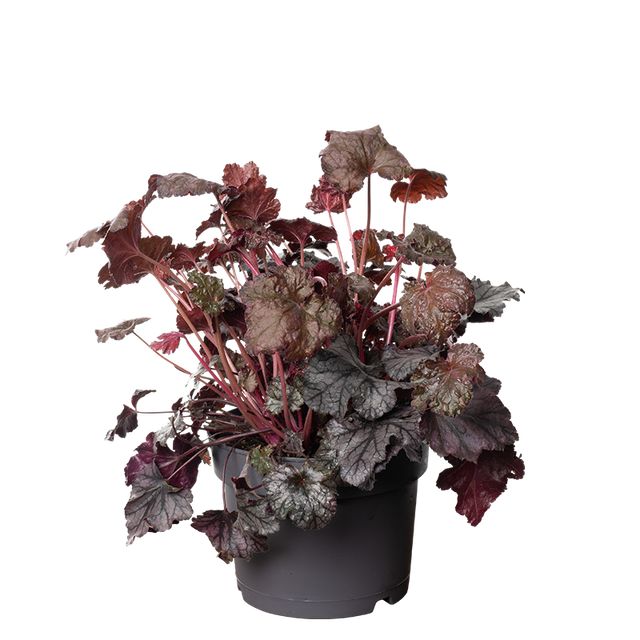 Heuchera