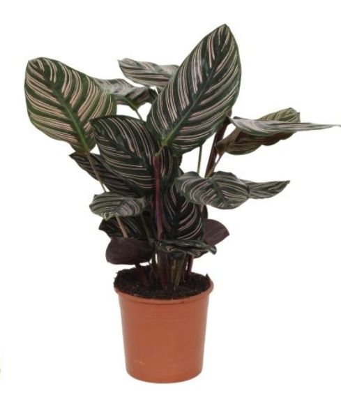 Calathea Ornata