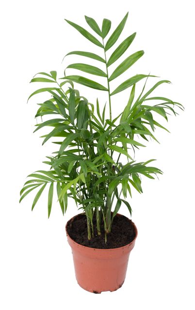 Chamaedorea Elegans