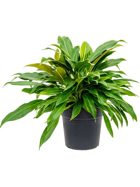 Philodendron Little Phil Ø21 H60