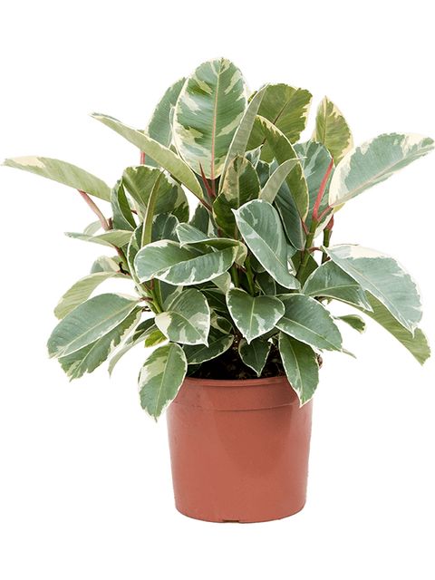 Ficus Elastica Tineke 3pp Ø27 H100