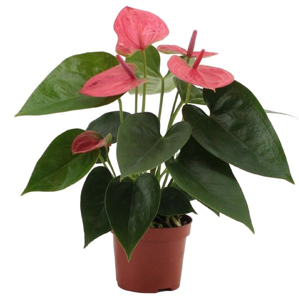 Anthurium Andreanum Lyserød