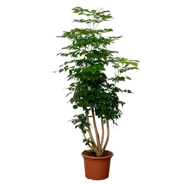 Radermachera Forgrenet