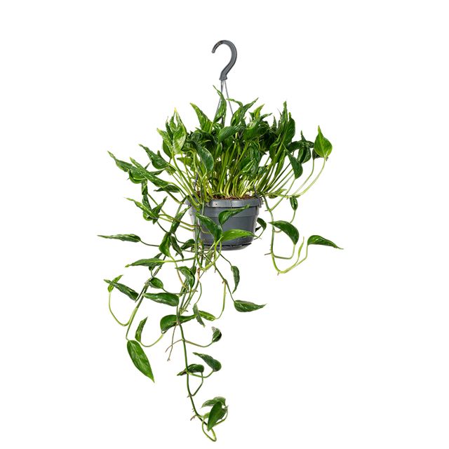 Epipremnum Pinatum Aureum Shangri-La Ø15 H30