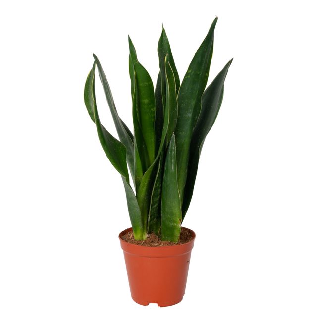 Sansevieria Dark Diamond Ø14 H40