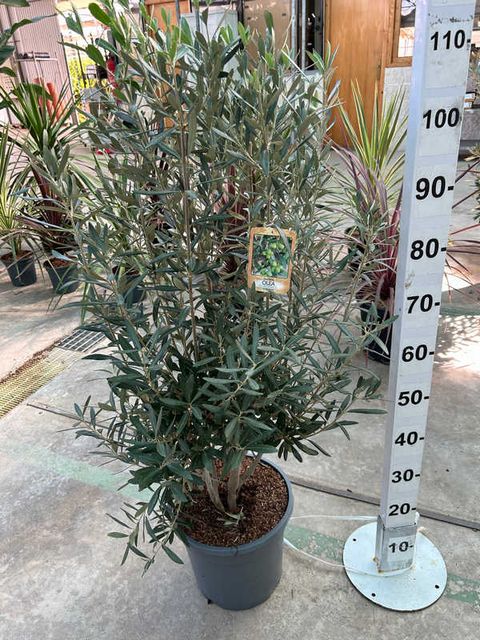 Olea Europaea Busk