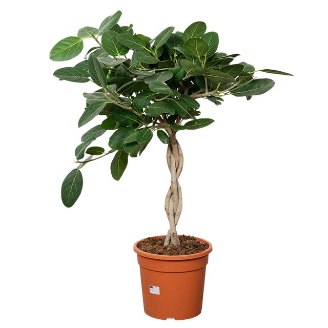 Ficus Benghalensis Audrey Flettet st. 