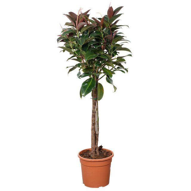 Ficus Elastica Melany Flettet st. Ø30 H130