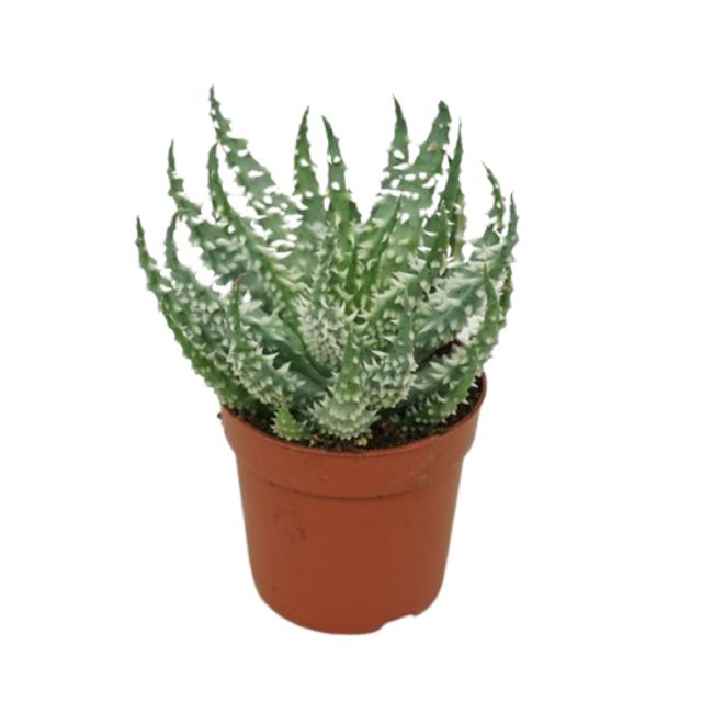 Aloe Humilis Ø10,5 H15