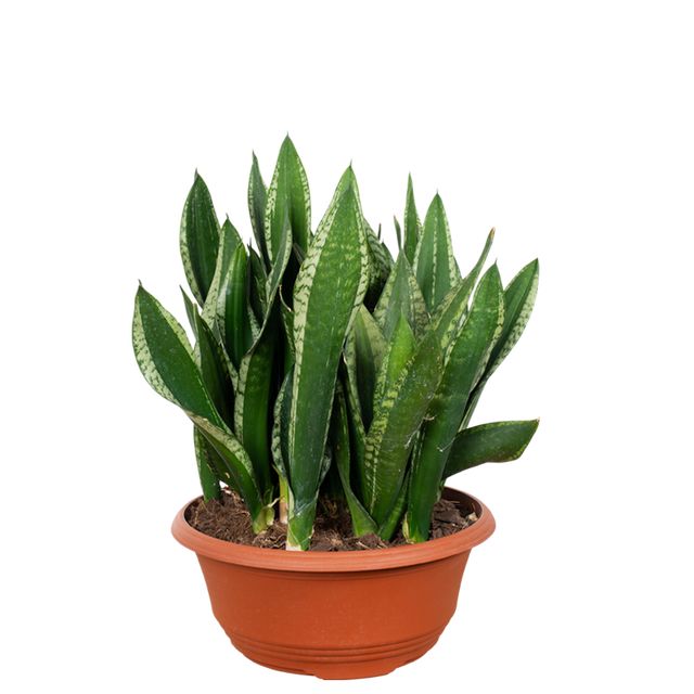 Sansevieria Silver Flame