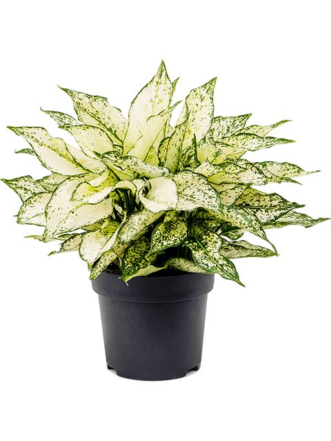 Aglaonema White Kiwi Ø12 H35