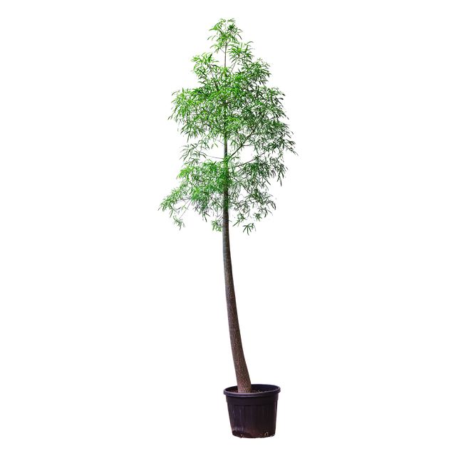 Brachychiton Rupestris 