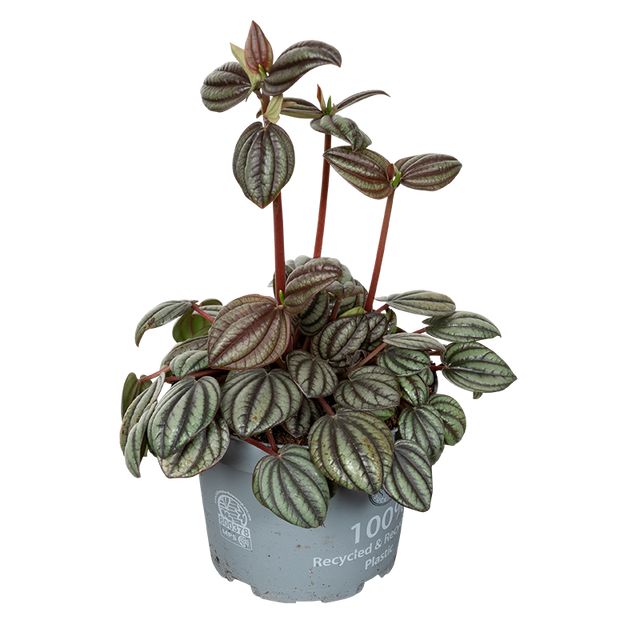 Peperomia Piccolo Banda Ø12 H15