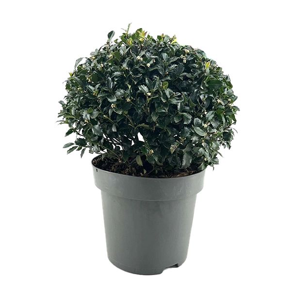 Ilex Meserveae Blue Maid Kugle Ø34 H60