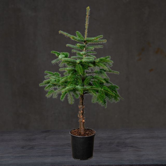 Jul 25 - nr. 50 - Juletræ opst. i pot Ø30 H120/150