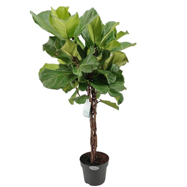 Ficus Lyrata Flettet stamme Ø27 H120