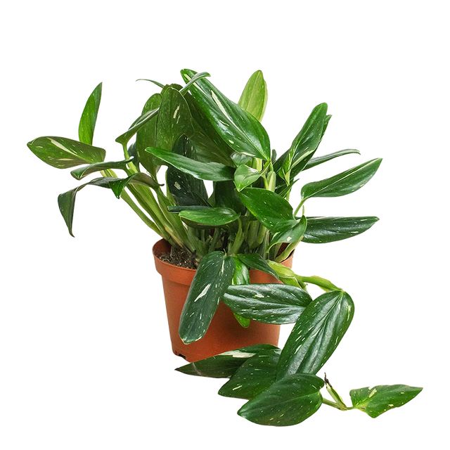 Philodendron Cobra Ø17