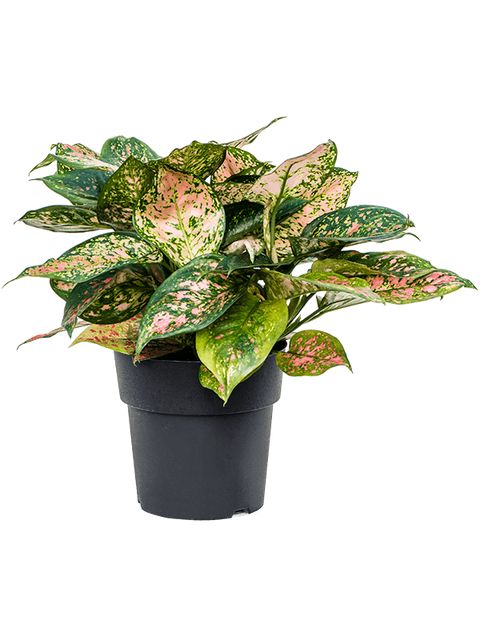 Aglaonema Crimson Love Ø19 H45