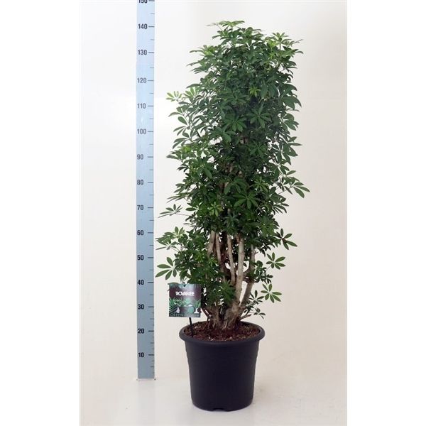 Schefflera Arboricola Louisiana Ø30 H130