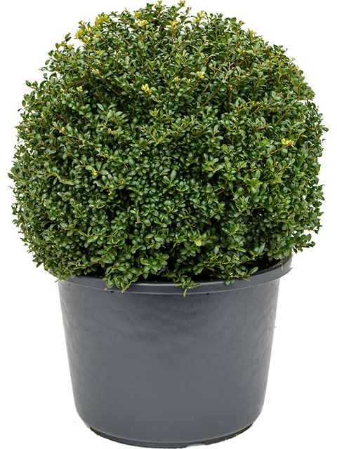 Ilex Crenata  Kugle Ø50