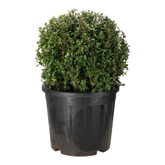 Ilex Crenata Kugle