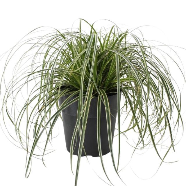 Carex Broget Ø17