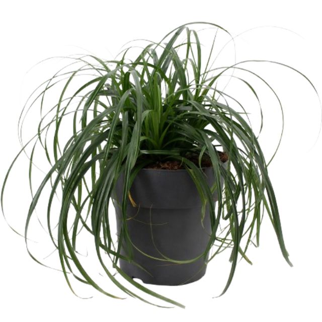 Carex Grøn Ø17