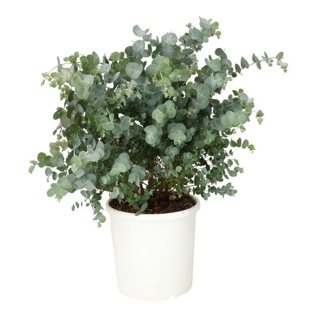 Eucalyptus