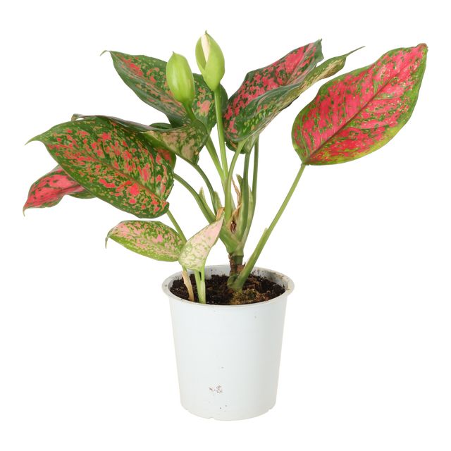 Aglaonema Red Star Ø12 H35