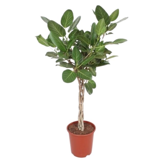 Ficus Benghalensis Audrey Flettet st. 