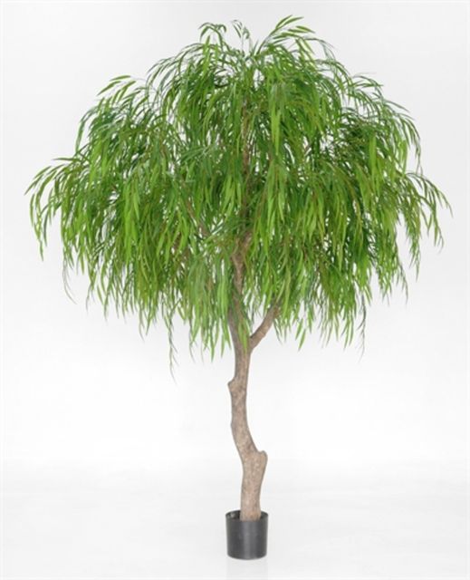Silkeplanter Piletræ opstammet H270 cm