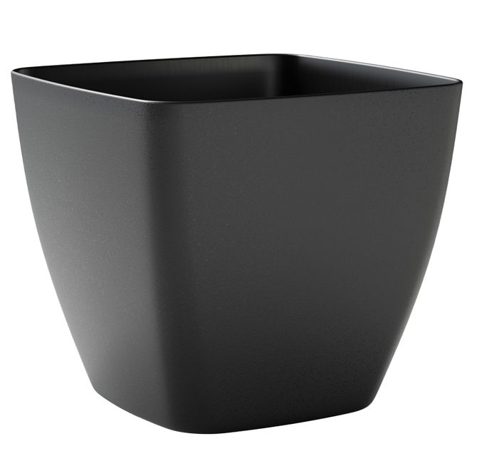 Ceylon Ash