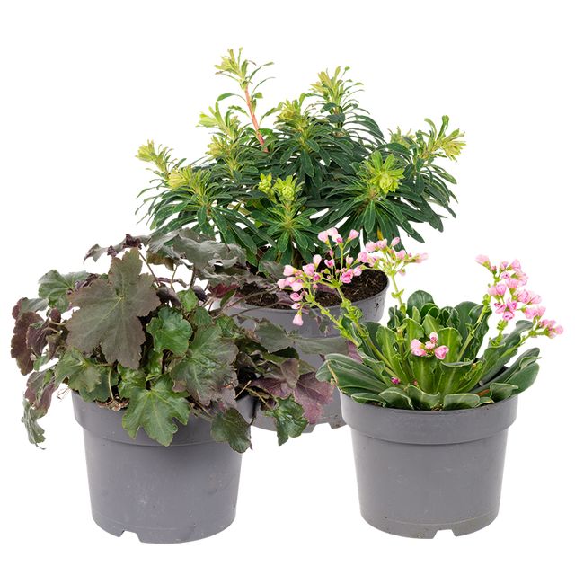 Helt Naturligt Staude Mix Ø17