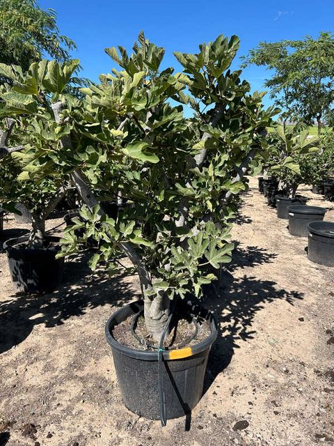 Ficus Carica opst./Forgr. Ø65 H200