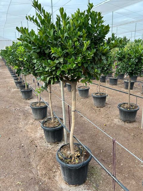 Citrus Persia Opst. Ø35 H170