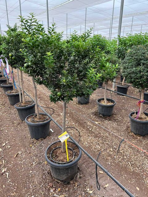 Citrus Myrtifolia Opst. Ø35 H150