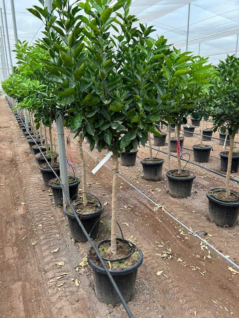 Citrus Sinensis Opst. Ø35 H170