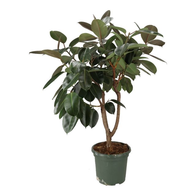 Ficus Elastica Abidjan forgr. Ø40 H160