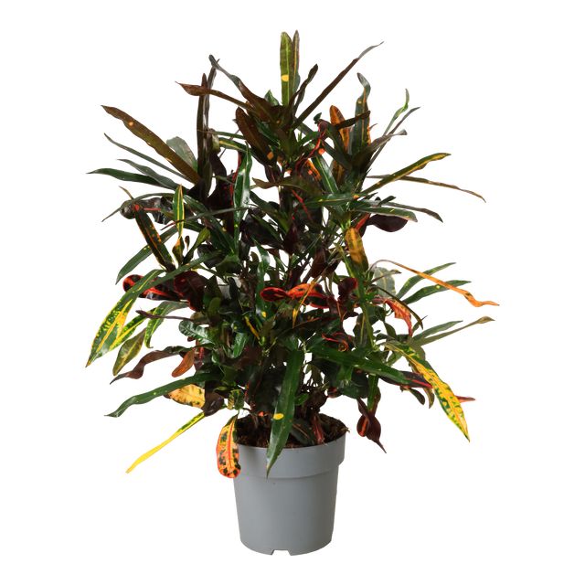 Codiaeum Var. Mammi
