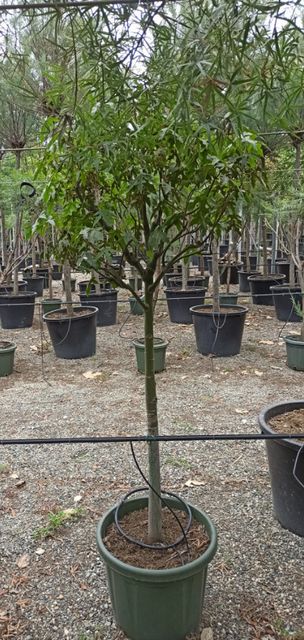Brachychiton Discolor Opsts. Ø45 H170