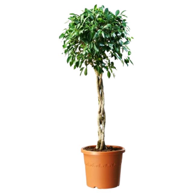 Ficus Microcarpa Nitida Opst.