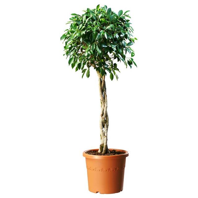 Ficus Microcarpa Nitida Opst. Ø40 H150