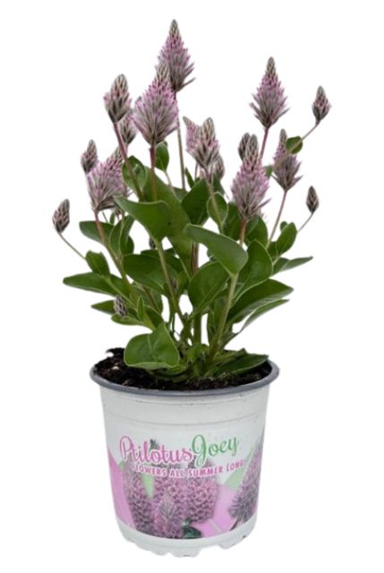 Ptilotus Exaltatus Joey, Silkehale  Ø12 H25