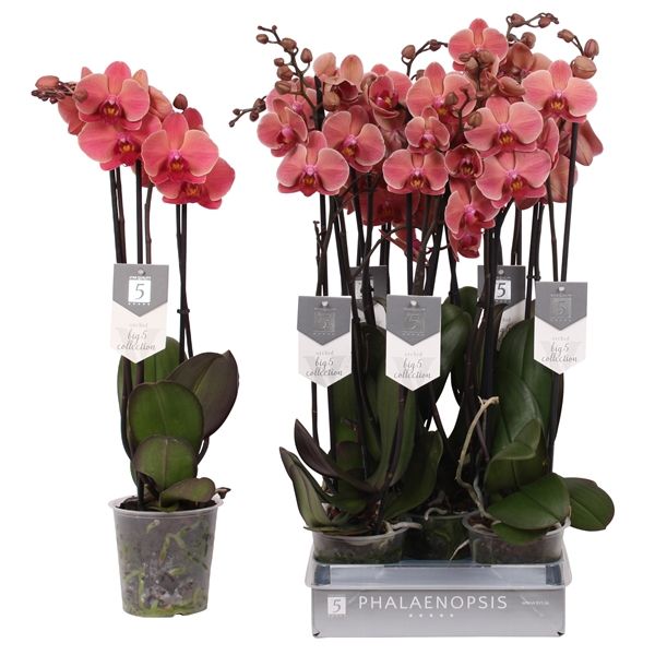 Phalaenopsis Narbonne 2-Grenet Koralrød Ø12 H60